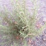 Artemisia californica Folha