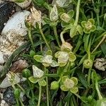 Sagina procumbens Λουλούδι