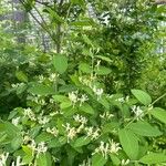 Lonicera morrowii Лист