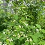 Lonicera morrowii Blad