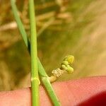 Leptadenia pyrotechnica Flor