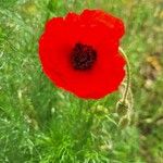 Papaver setiferumFlower