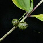 Polygonatum singalilense Fruit