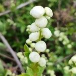 Exochorda racemosa Otro