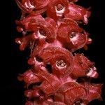 Sarcodes sanguinea Flower