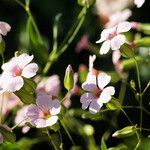 Vaccaria hispanica 花