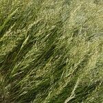 Achnatherum calamagrostis Floare