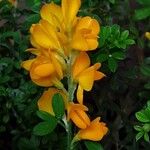 Genista monspessulana Blomst