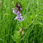 Vicia sepium Habitus