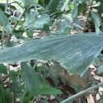 Caryota mitis Blad