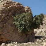 Ficus cordata Hoja