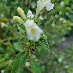 Galeopsis segetum Flower