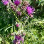 Cirsium palustre Flower