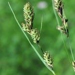 Carex buxbaumii Habit