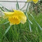 Narcissus pseudonarcissus Кветка