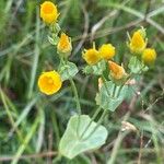 Blackstonia perfoliata Blad