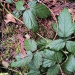 Rubus ursinus 樹皮