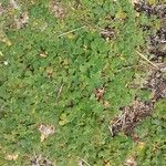 Oxalis purpurea List