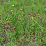 Oenothera linifolia Habit