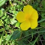 Helianthemum nummulariumFlower