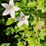 Campanula lactiflora Flower