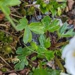 Ranunculus alpestris Leaf