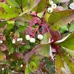 Cornus racemosa Frucht