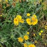 Scolymus grandiflorusFlower