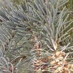 Abies concolor Листок