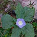 Nicandra physalodesFlor