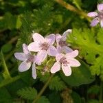 Erodium cicutariumപുഷ്പം