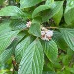 Viburnum farreri Levél