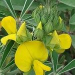 Crotalaria grahamiana Flor