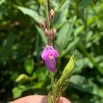 Desmodium canadense Blüte