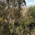 Eucalyptus calycogona