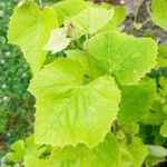 Vitis californica برگ