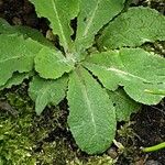 Lactuca virosa Blad