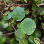 Muehlenbeckia complexa Leaf