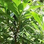 Seemannia sylvatica Hoja