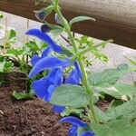 Salvia patens Flor