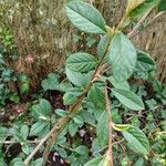 Cotoneaster salicifolius Leaf