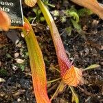 Sarracenia psittacina Yaprak