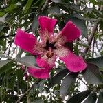 Ceiba speciosa Fiore