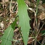 Hieracium lachenalii Blad