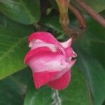 Mandevilla sanderi 花