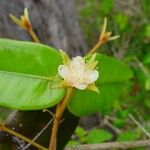 Eugenia sicifolia Cvet