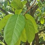 Ficus lutea Blatt