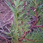 × Hesperotropsis leylandii Leaf