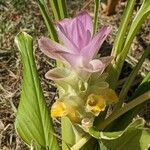 Curcuma zedoaria Floare