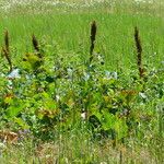 Rumex alpinus Virág